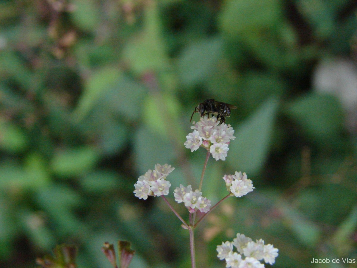 Boerhavia erecta L.